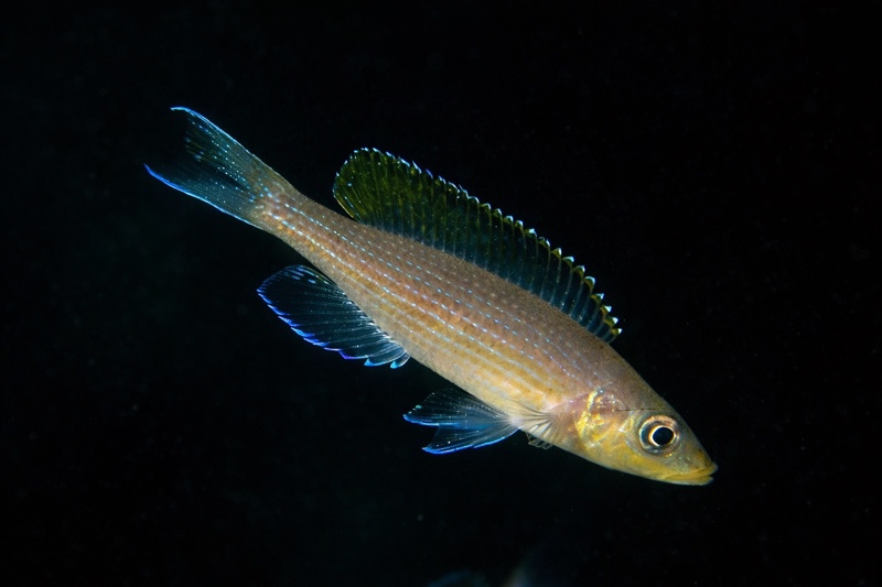 Paracyprichromis brieni 'Magara'